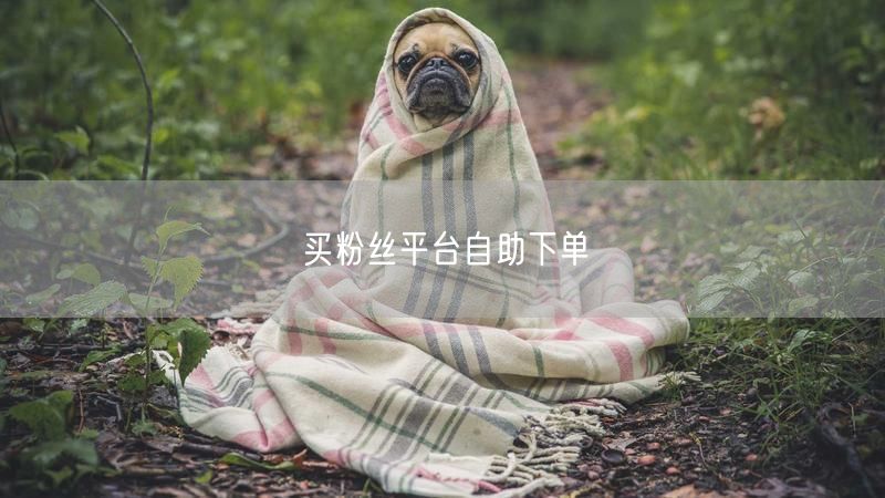买粉丝平台自助下单