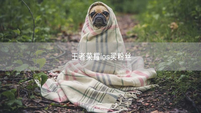 王者荣耀ios买粉丝