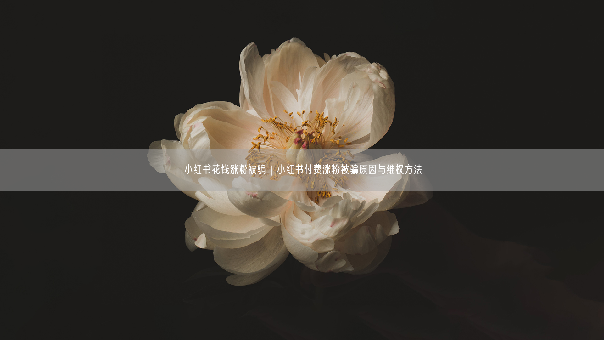 小红书花钱涨粉被骗|小红书付费涨粉被骗原因与维权方法