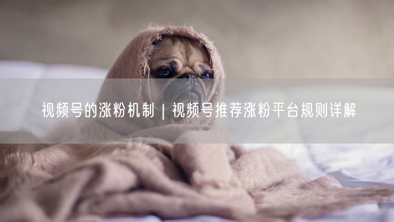 视频号的涨粉机制|视频号推荐涨粉平台规则详解